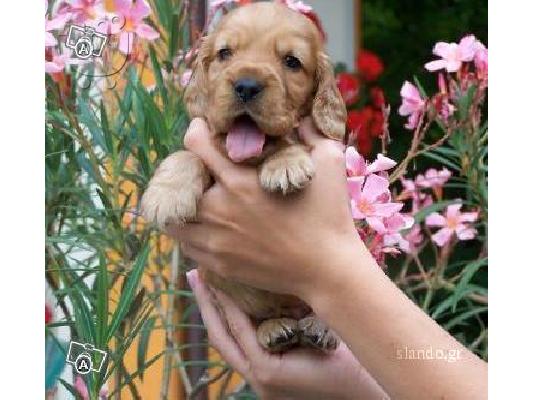 PoulaTo: Cocker spaniel ετοιμοπαράδοτα 